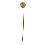 pink allium stem