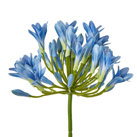 blue agapanthus stem