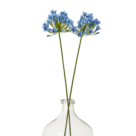 blue agapanthus stem