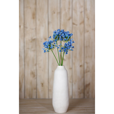 blue agapanthus stem