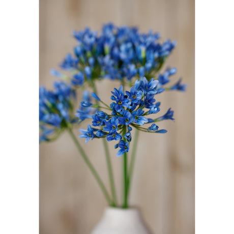 blue agapanthus stem