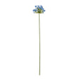 blue agapanthus stem