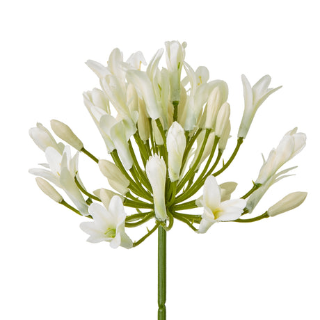 cream agapanthus spray