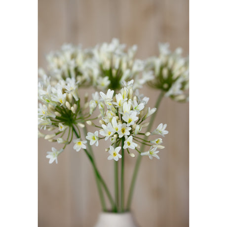 cream agapanthus spray