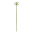 cream agapanthus spray