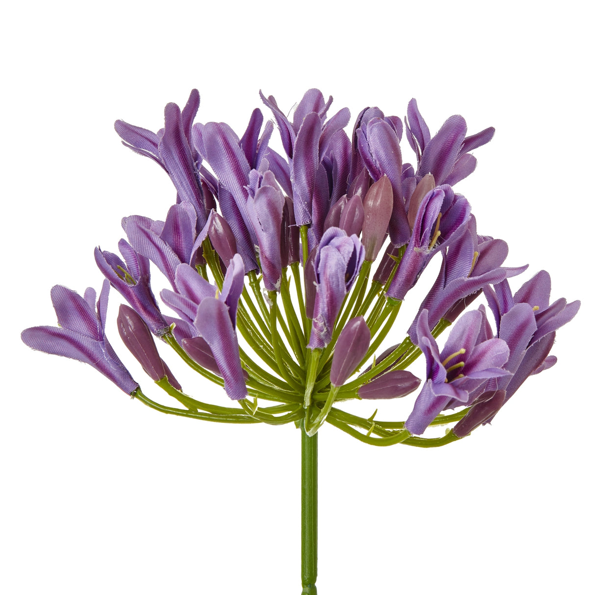 lilac agapanthus spray