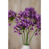 lilac agapanthus spray