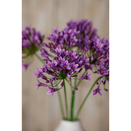 lilac agapanthus spray