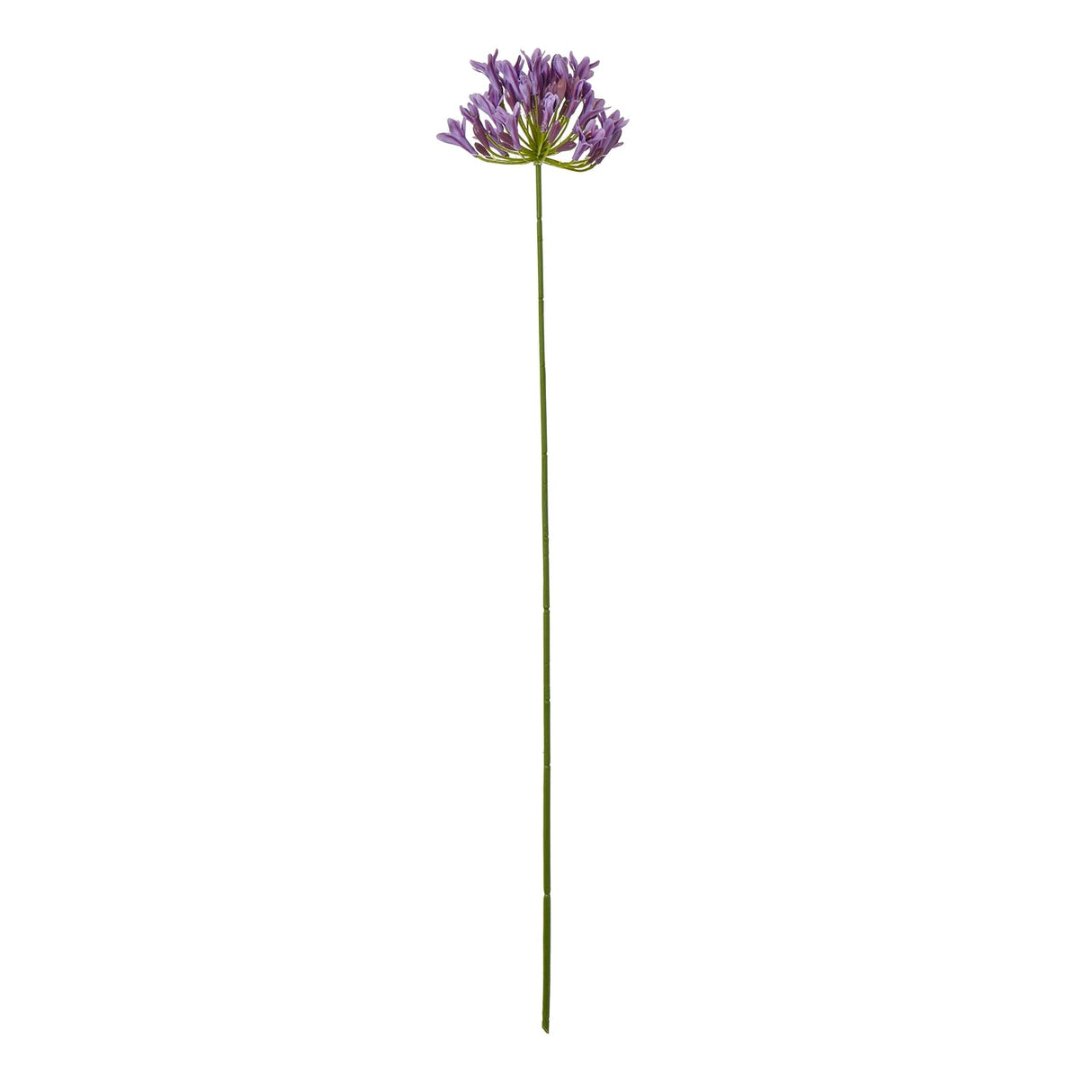 Agnes Lilac Agapanthus Spray