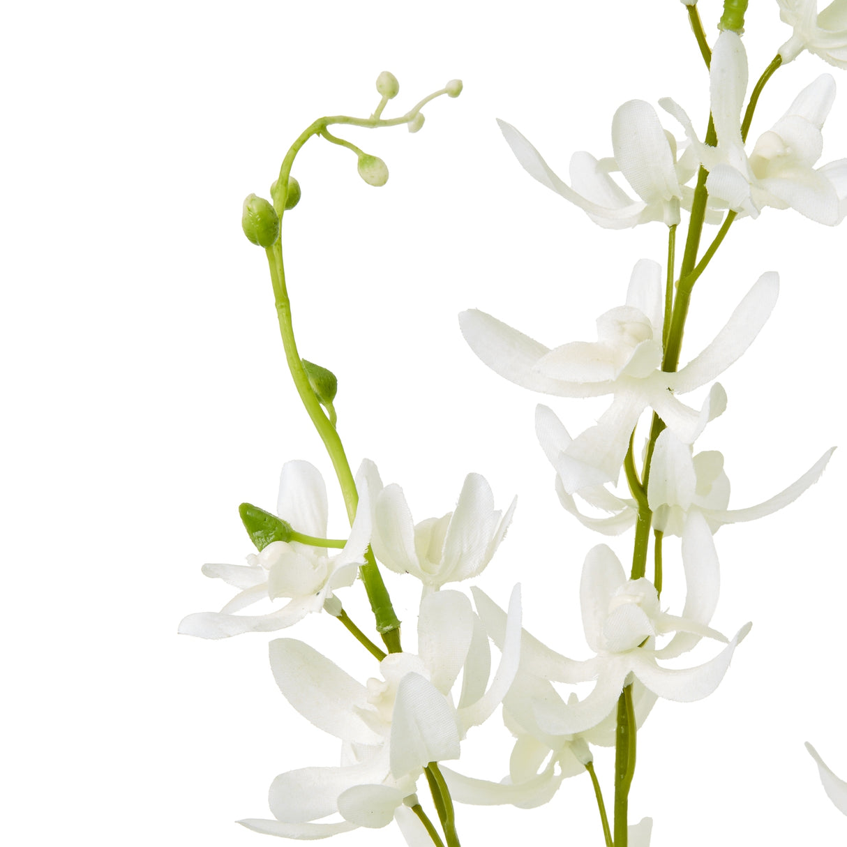white cymbidium spray