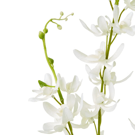 white cymbidium spray