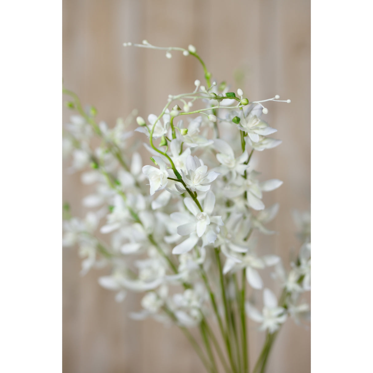 white cymbidium spray