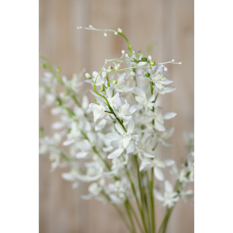 white cymbidium spray