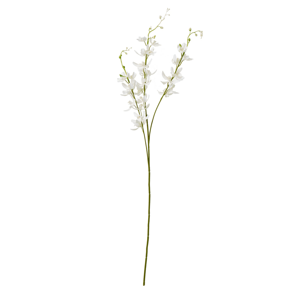 white cymbidium spray