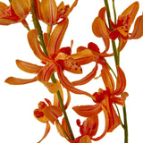 orange cymbidium spray