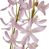 lilac cymbidium spray