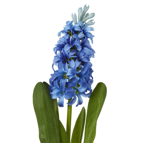 blue hyacinth stem