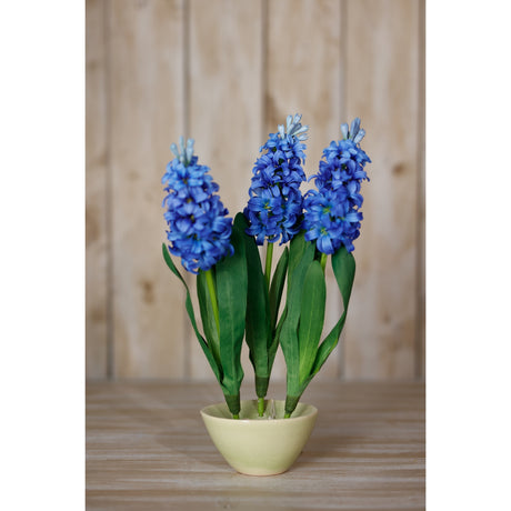 blue hyacinth stem