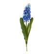 blue hyacinth stem