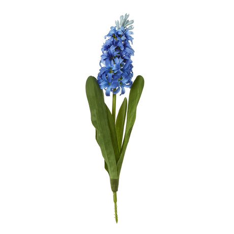 blue hyacinth stem