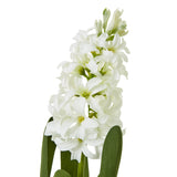 white hyacinth stem