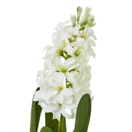 white hyacinth stem