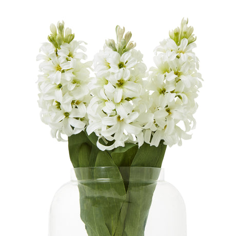 white hyacinth stem