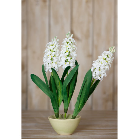 white hyacinth stem
