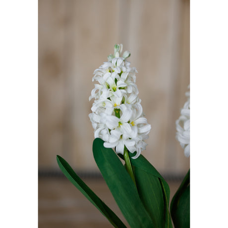 white hyacinth stem