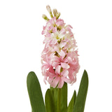 pink hyacinth stem