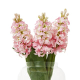 pink hyacinth stem