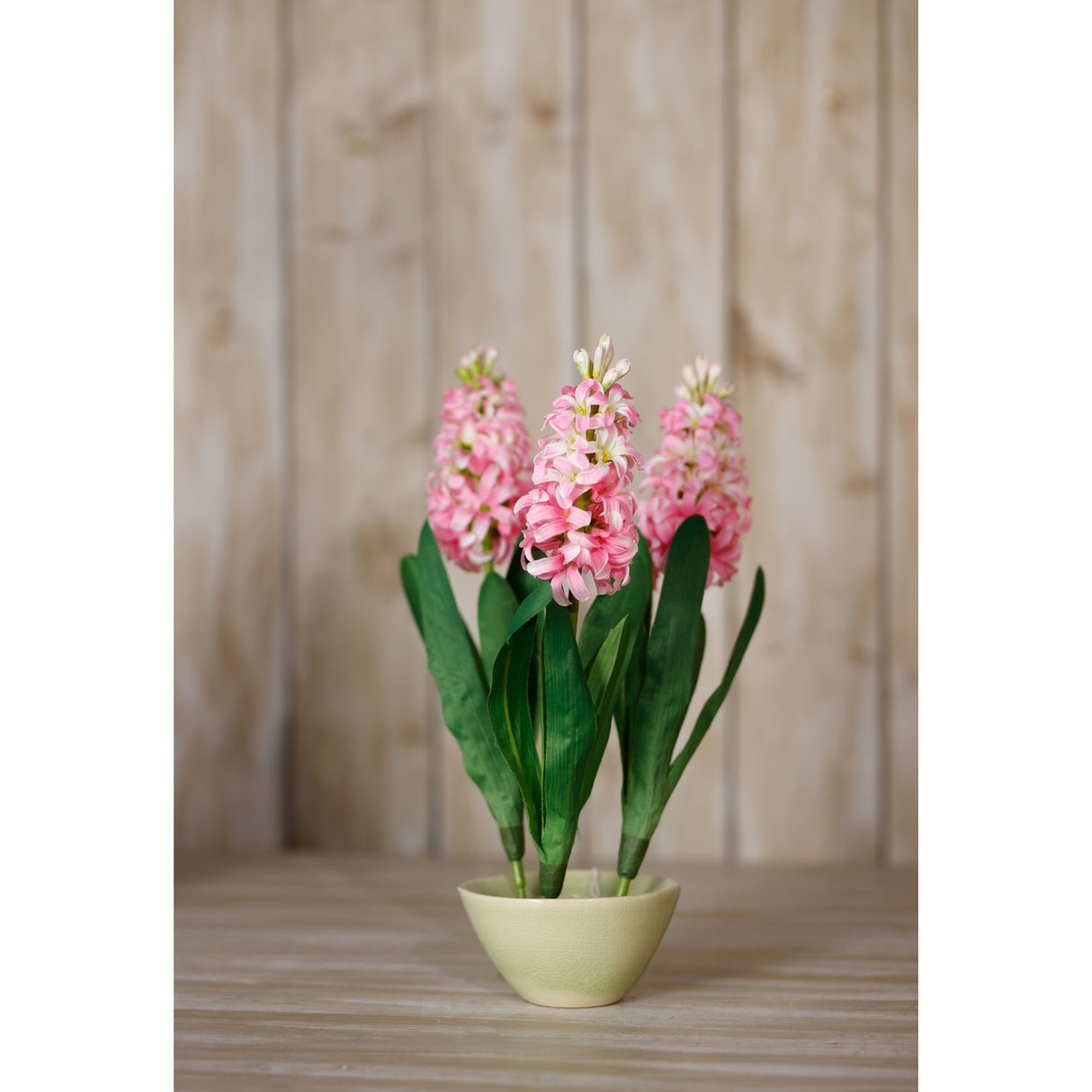 pink hyacinth stem