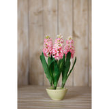 pink hyacinth stem