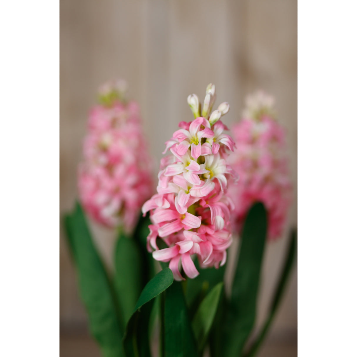 pink hyacinth stem