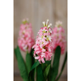 pink hyacinth stem