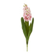 pink hyacinth stem