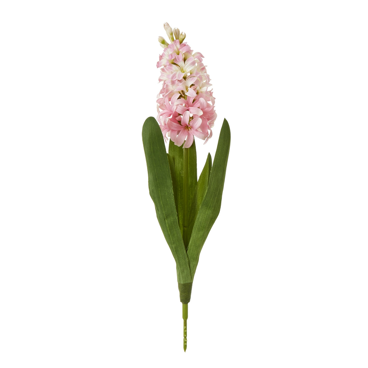 pink hyacinth stem