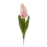 pink hyacinth stem