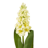 yellow hyacinth stem