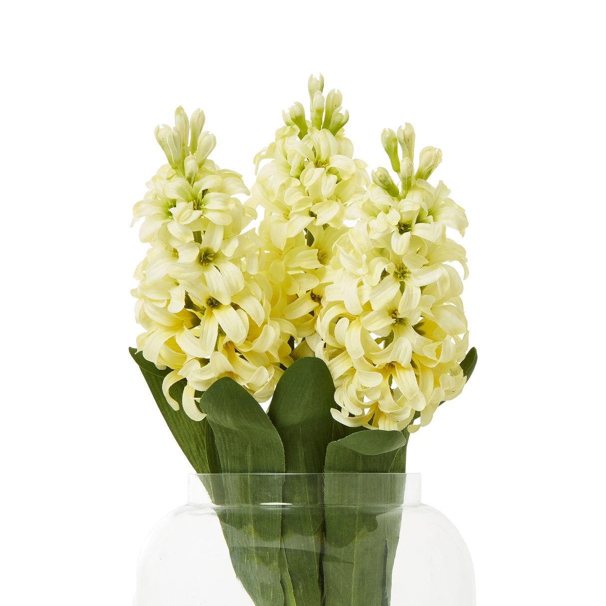 yellow hyacinth stem