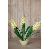yellow hyacinth stem