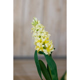 yellow hyacinth stem