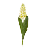 yellow hyacinth stem