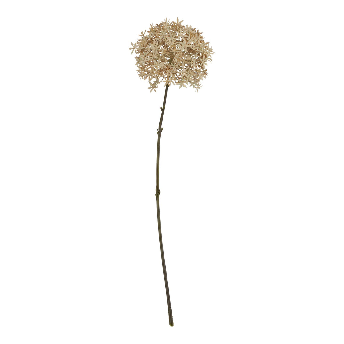 Genevieve Coffee Allium