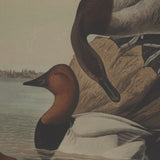 Aliénor Collection Pochards On Linen In Beaded Frame
