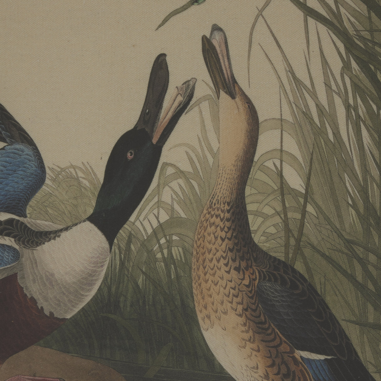 Aliénor Collection Mallards On Linen In Beaded Frame