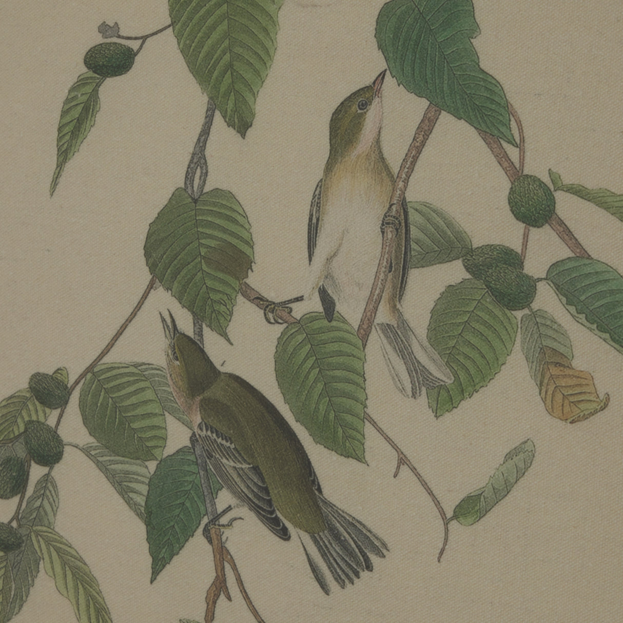 Aliénor Collection Warblers On Linen In Beaded Frame