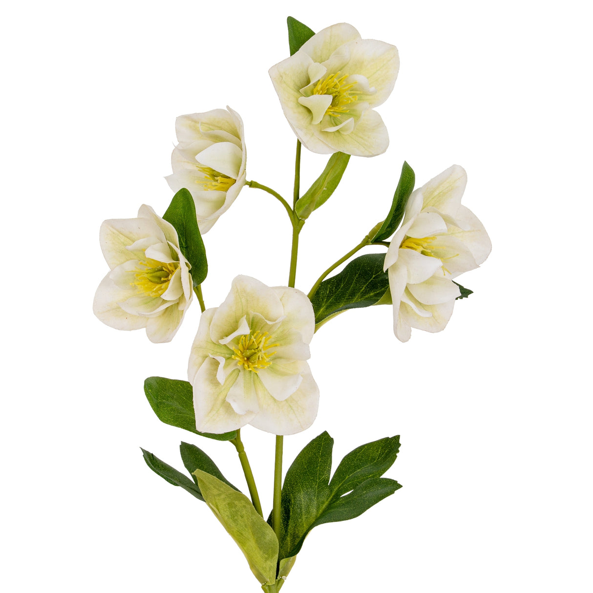 Ysaline White Hellebore Stem