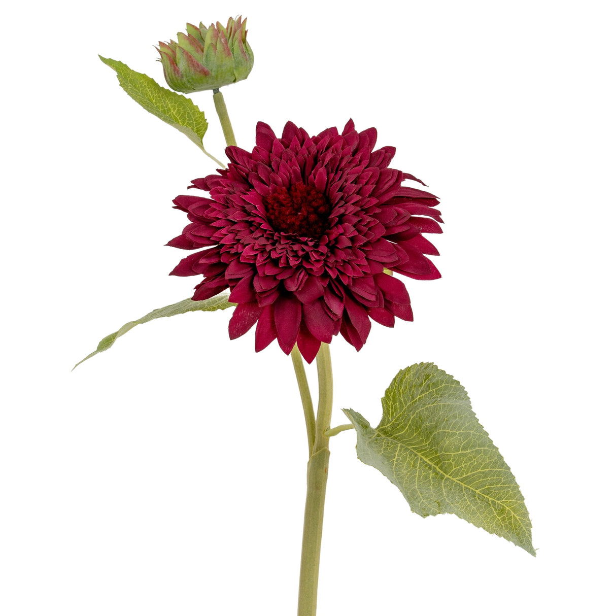 Aurore Burgundy Raven Stem