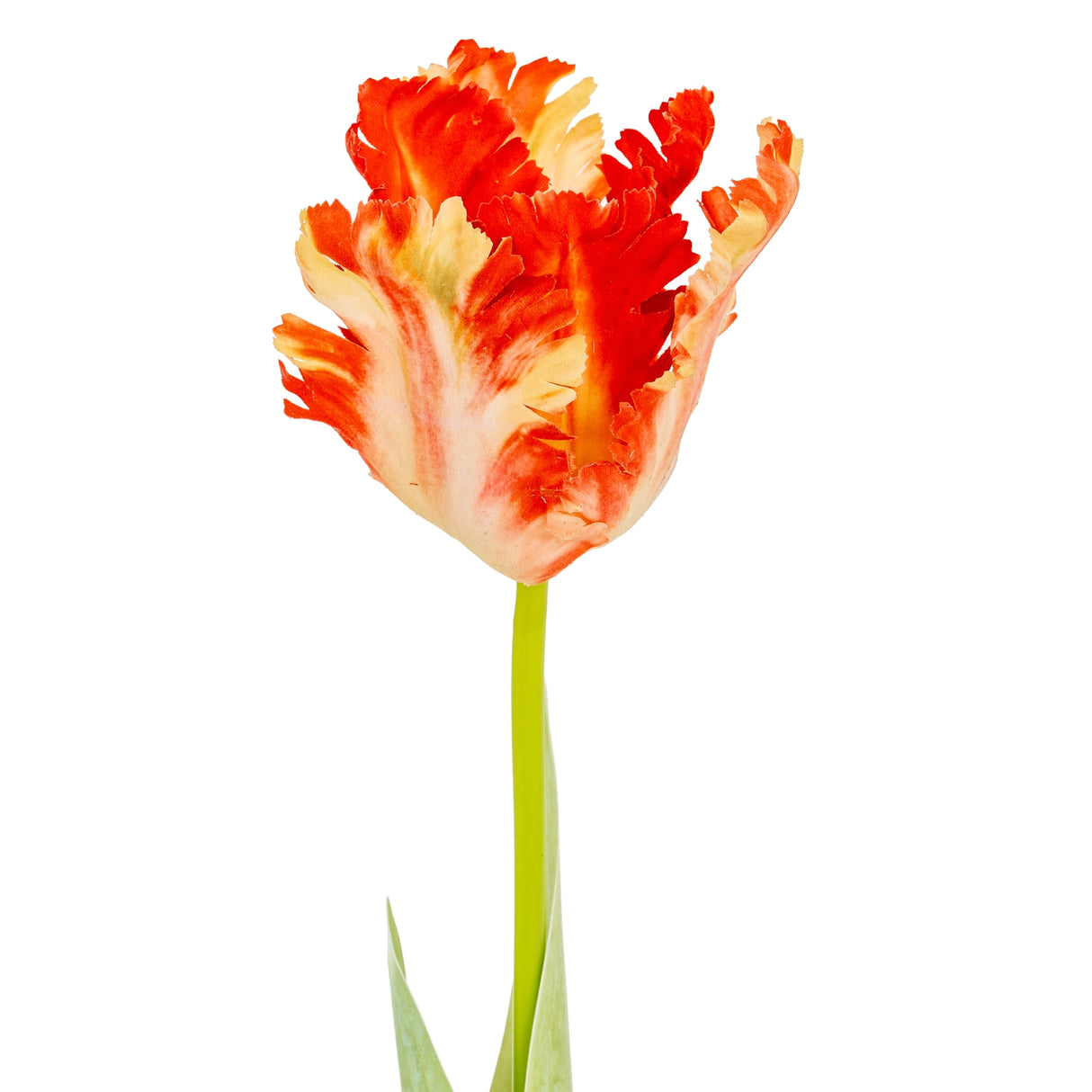 Mirette Flame Orange Parrot Tulip